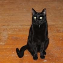 Thumbnail photo of Midnite/Kiki #2