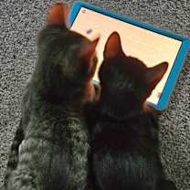 Thumbnail photo of Tucson #3