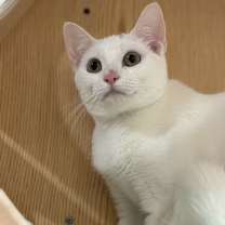 Thumbnail photo of Cinnamon Roll #2