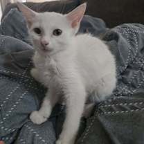 Thumbnail photo of Cinnamon Roll #3