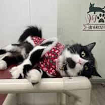 Thumbnail photo of Tux #1