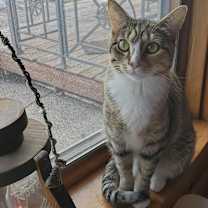 Thumbnail photo of Pepper #2