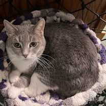 Thumbnail photo of Breeze (FIV+) #1