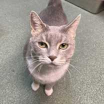 Thumbnail photo of Breeze (FIV+) #2