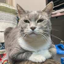 Thumbnail photo of Breeze (FIV+) #3