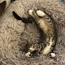 Thumbnail photo of Shakerina #2