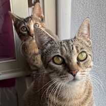 Thumbnail photo of Kanga & Roo #1