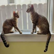 Thumbnail photo of Kanga & Roo #2