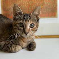 Thumbnail photo of Kanga & Roo #4