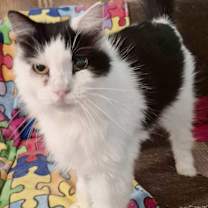 Thumbnail photo of Terri (air b&b cat) #2