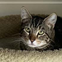 Thumbnail photo of Burrito #2