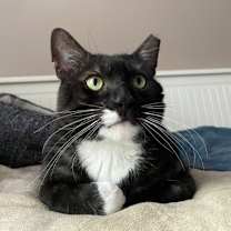 adopt-pet