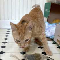 Thumbnail photo of Clementine #2