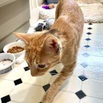 Thumbnail photo of Clementine #3