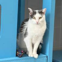 Thumbnail photo of Clio #1