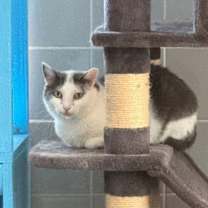 Thumbnail photo of Clio #3