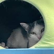 Thumbnail photo of Clio #4