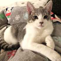 adopt-pet