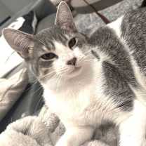 Thumbnail photo of Simon #2