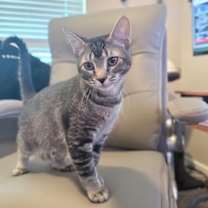 Thumbnail photo of Biscotti #1