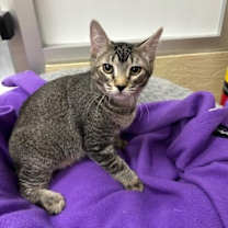 Thumbnail photo of Biscotti #3