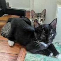 Thumbnail photo of Dickens #2