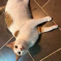 Thumbnail photo of Macaroni #3