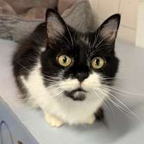 Thumbnail photo of Parsley #1