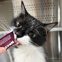 Thumbnail photo of Parsley #2