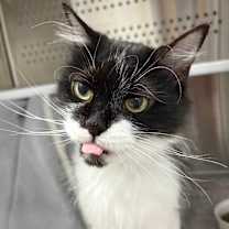 Thumbnail photo of Parsley #3