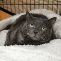 Thumbnail photo of Miss Kitty #1