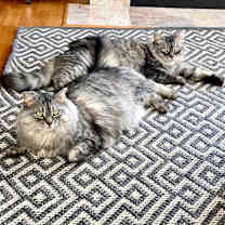 Thumbnail photo of Winnie  #4