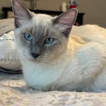 Thumbnail photo of Blue #1