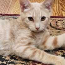 Thumbnail photo of Cricket #1