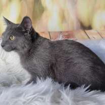 Thumbnail photo of Io #2