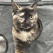 Thumbnail photo of Snugglekins #1