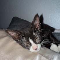 Thumbnail photo of Mister  #3