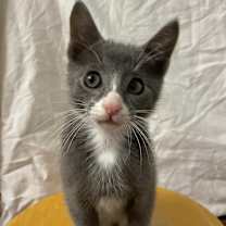 Thumbnail photo of Smokey  #2