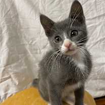 Thumbnail photo of Smokey  #3