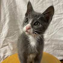 Thumbnail photo of Smokey  #4