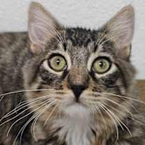 Thumbnail photo of Hagrid 4827 #1