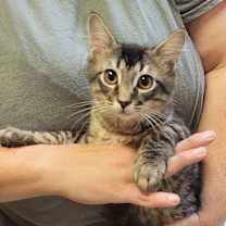 Thumbnail photo of DART (How to train your dragon litter) #1