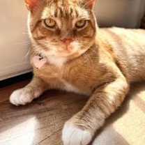 Thumbnail photo of Romi #1