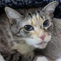 Thumbnail photo of Chai #4