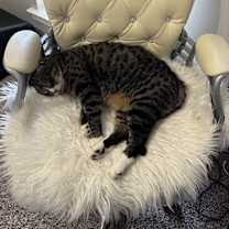 Thumbnail photo of Eli #3