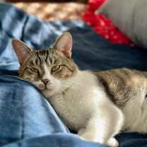 Thumbnail photo of Gordo #2