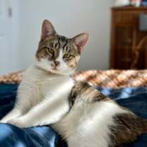 Thumbnail photo of Gordo #3