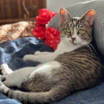 Thumbnail photo of Gordo #4