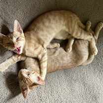 Thumbnail photo of Jelly Bean #sweet-tooth-litter #4