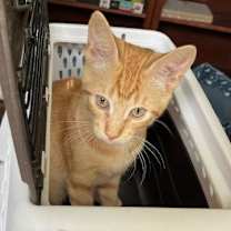 Thumbnail photo of Gummy Bear #sweet-tooth-litter #3